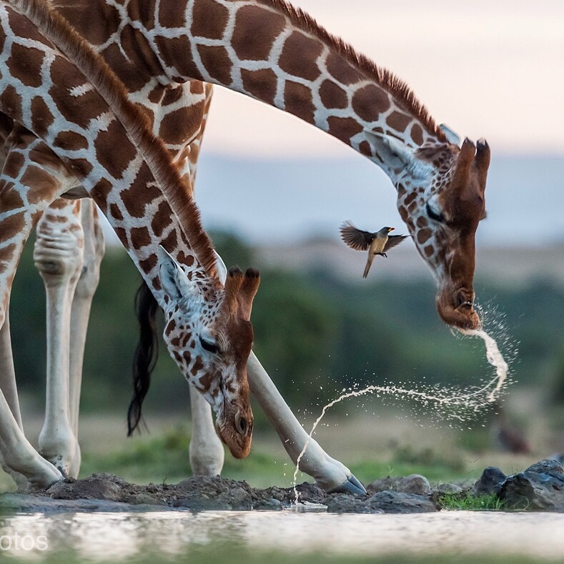 #natgeo100contest: National Geographic выбрал лучшие снимки от пользователей Инстаграма