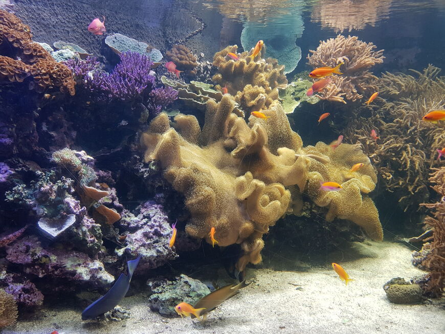 Лондонский Аквариум (London Aquarium Sea Life)