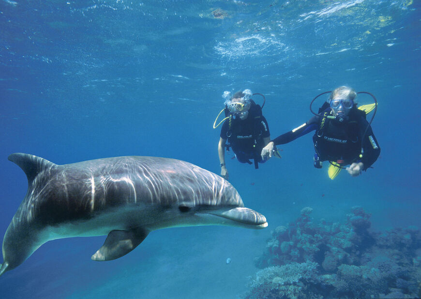 Заповедник «Дельфиний риф» (Dolphin Reef)