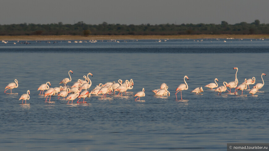 Розовый фламинго, Phoenicopterus roseus, Greater Flamingo