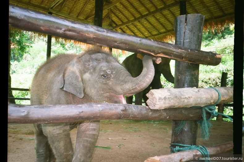 День слона в Таиланде