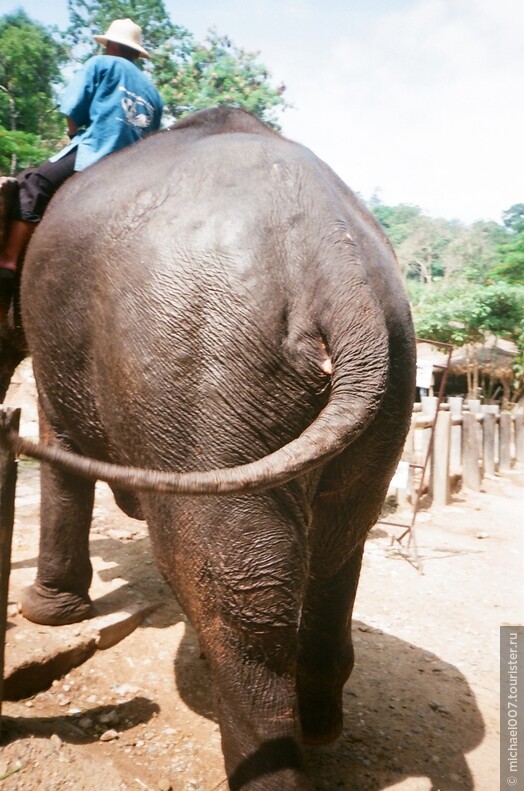 День слона в Таиланде