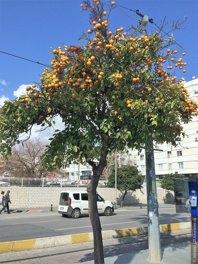 Ах, эти мандаринки