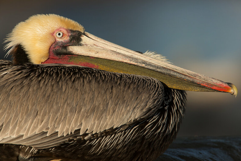 Потрясающие фотографии птиц, какими вы их еще не видели