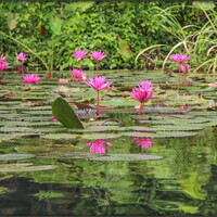 Во Вьетнаме кувшинки имеют две разновидности: кувшинки лотоса, посаженные в озерах вокруг пагод и роскошных дворцов, и дикие кувшинки, растущие в водоемах. 
Мы любовались этими яркими и невероятно нежными, изящными водными растениями.