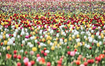В Италии открылись сады тюльпанов 