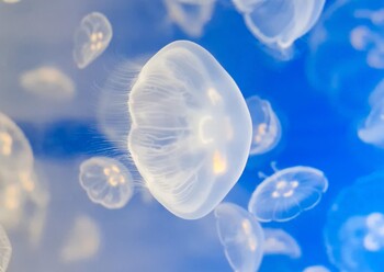 У побережья Анталии наблюдается скопление больших медуз