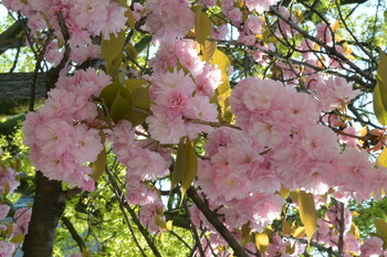 Сезон цветения сакуры в Швеции начнётся в апреле 