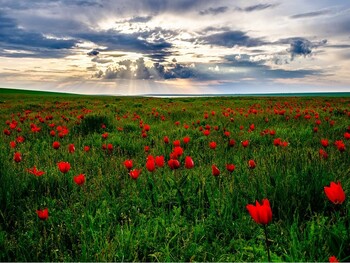 Сезон цветения тюльпанов в Калмыкии может начаться раньше 