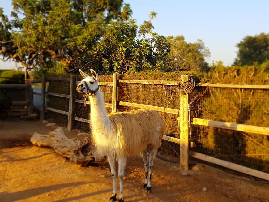 Парк верблюдов на Кипре (Camel Park)