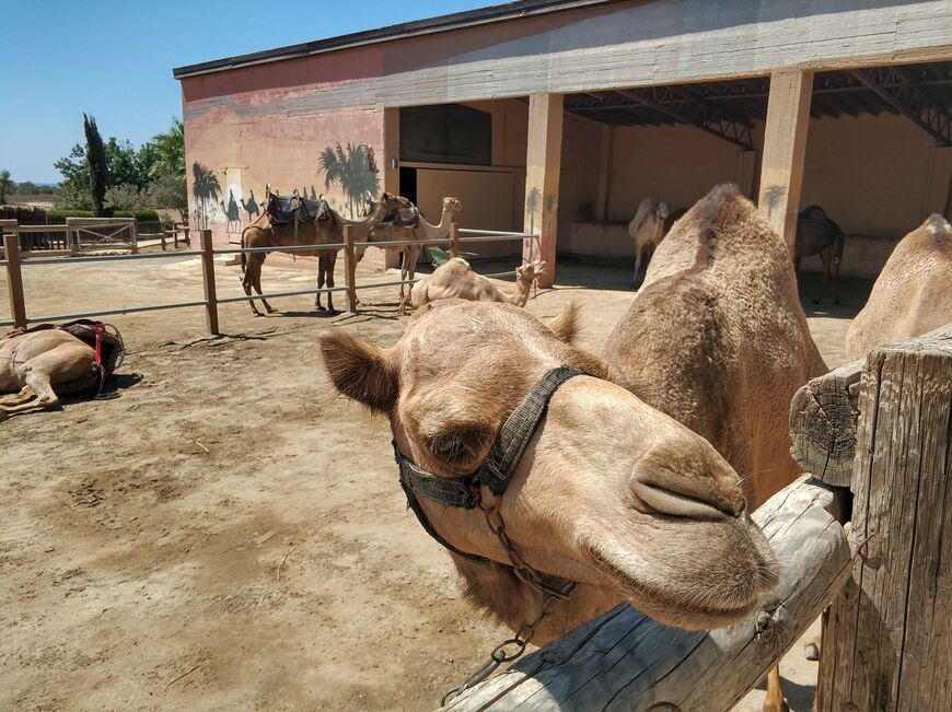 Парк верблюдов на Кипре (Camel Park)