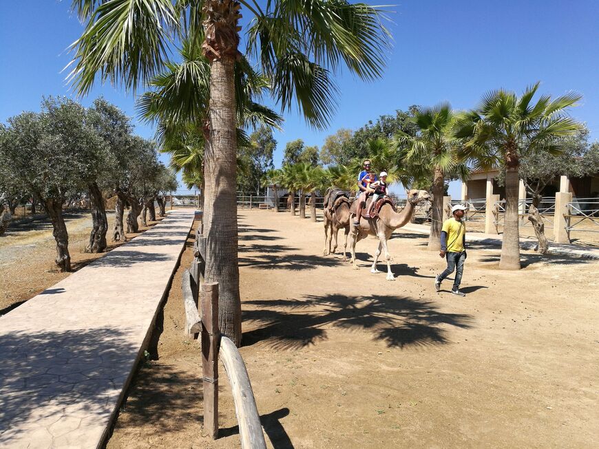 Парк верблюдов на Кипре (Camel Park)