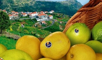 На Мадейре пройдёт Фестиваль лимонов
