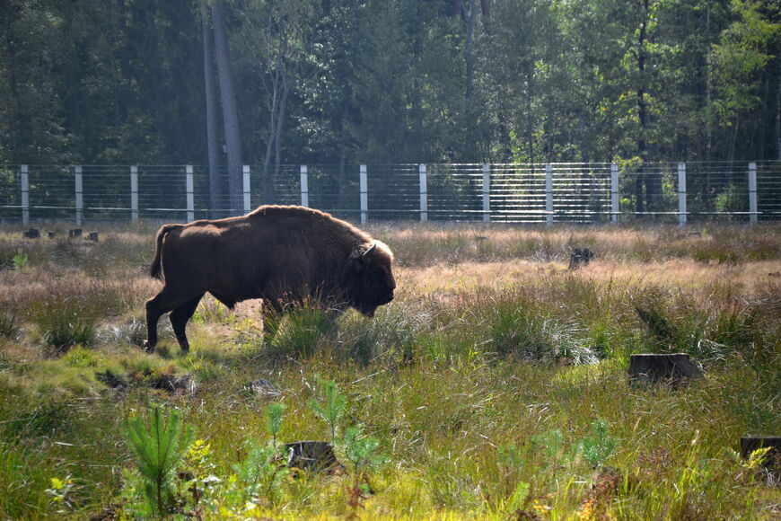 Национальный парк «Беловежская пуща» (Нацыянальны парк «Белавежская пушча»)