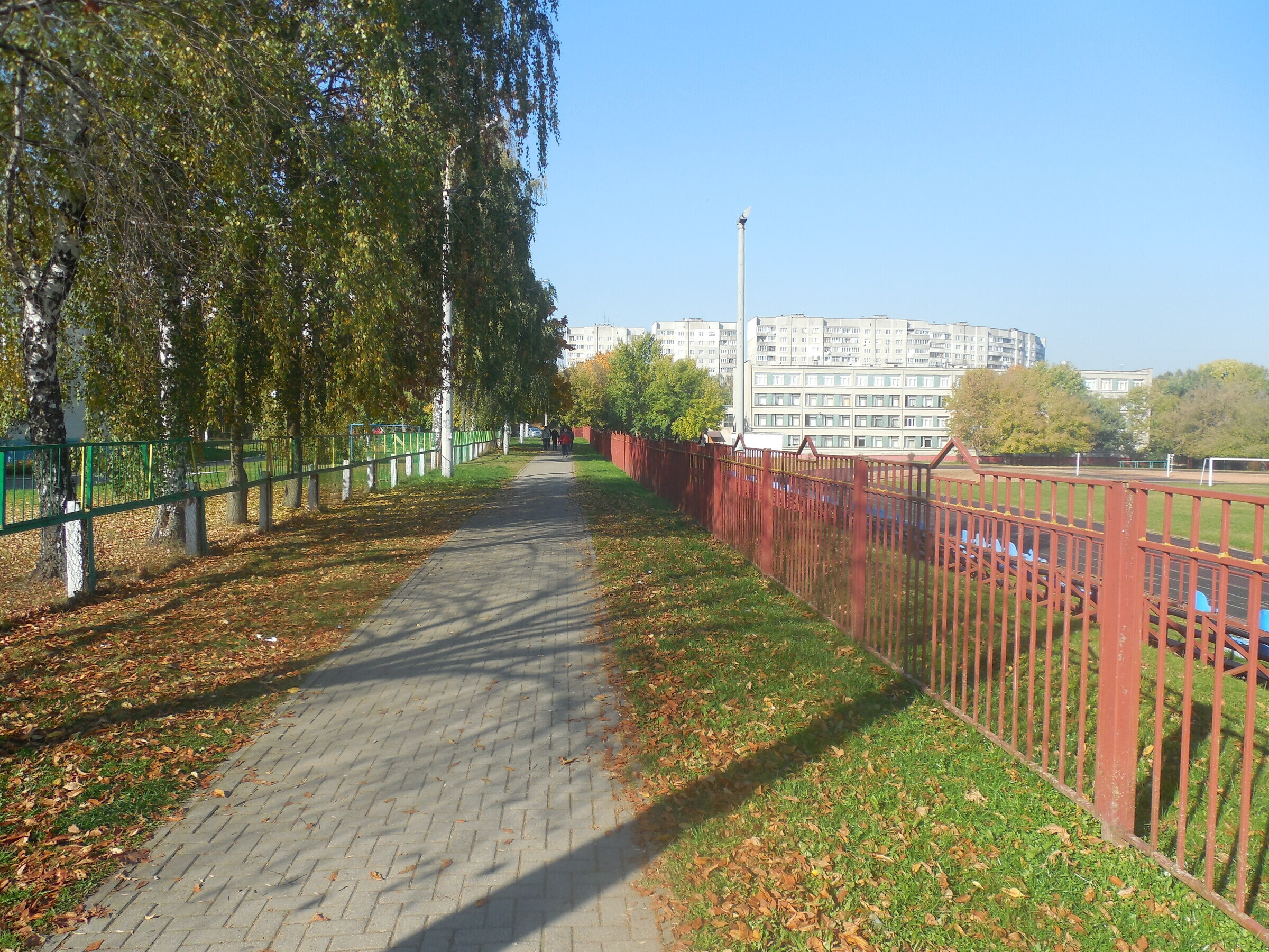 Картинки фок серебрянка