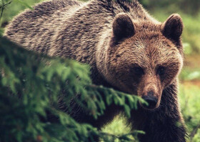 Как рождаются мифы о Сибири и медведях