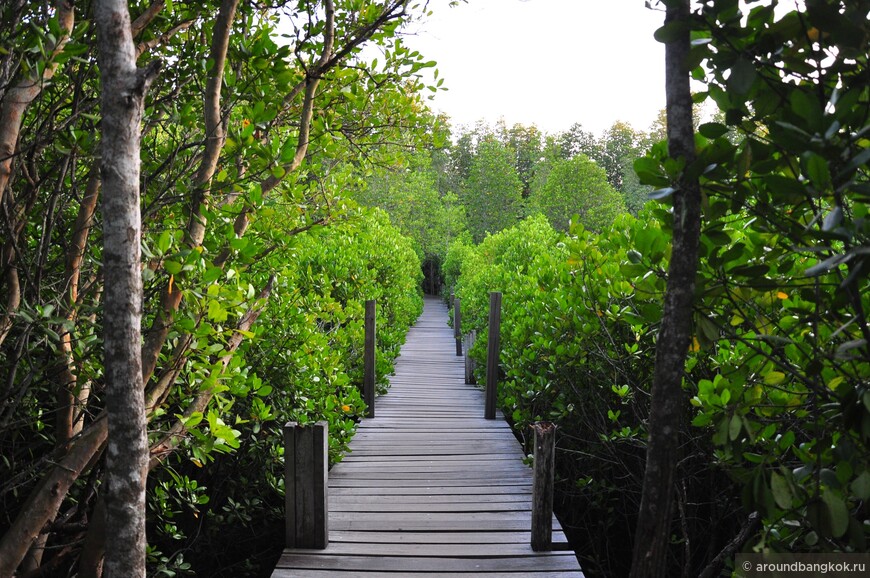 Прибрежный мангровый лес в Районге