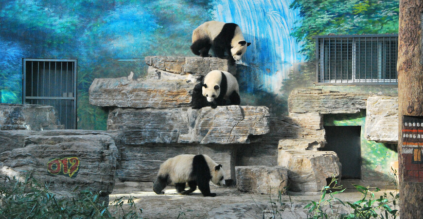 Пекинский зоопарк (Beijing Zoo)