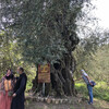 Старая олива в Монастыре Богородицы Кира (Госпожа Ангелов), где в течение 3х лет жила старица Анастасия, в миру известная Босоножка
