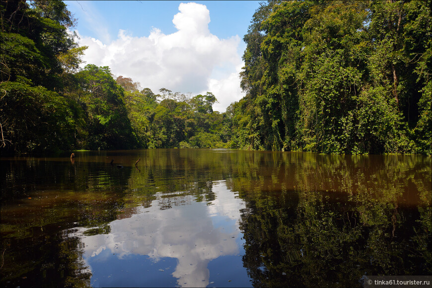 Тортугеро — удивительная экосистема Коста-Рики