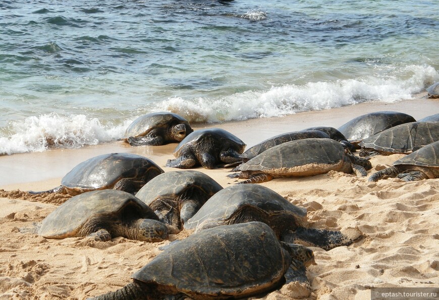 Пляж Хоокипа, где загорают черепахи. Волонтеры отгородили для них территорию и никого к ним не подпускают. Дежурят там по очереди.