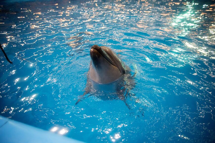 Дельфинарий «Немо» в Минске
