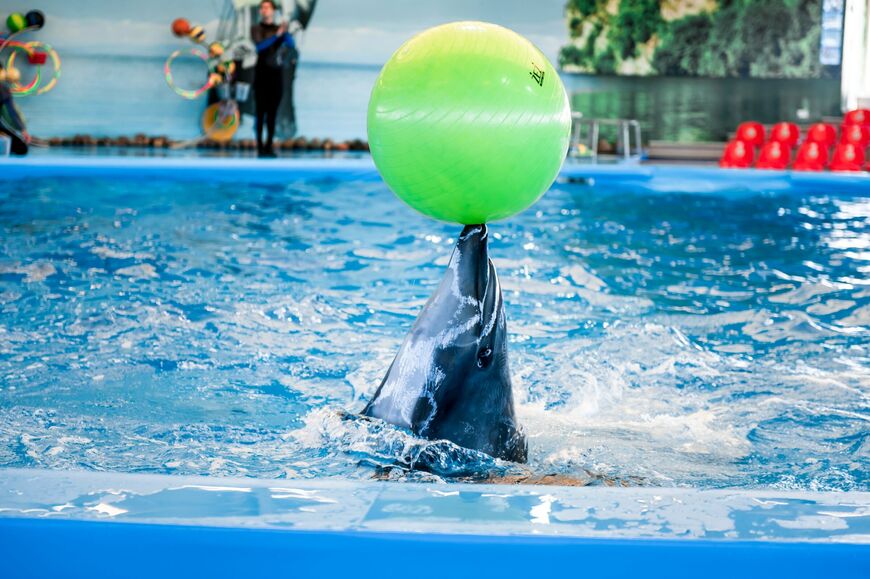 Дельфинарий «Немо» в Минске