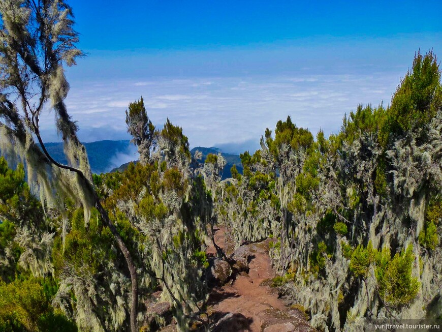 Последние Снега Килиманджаро ч. 4. Подъем по тропе Умбве