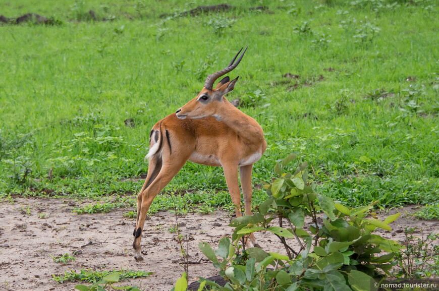 Импала, Aepyceros melampus, Impala