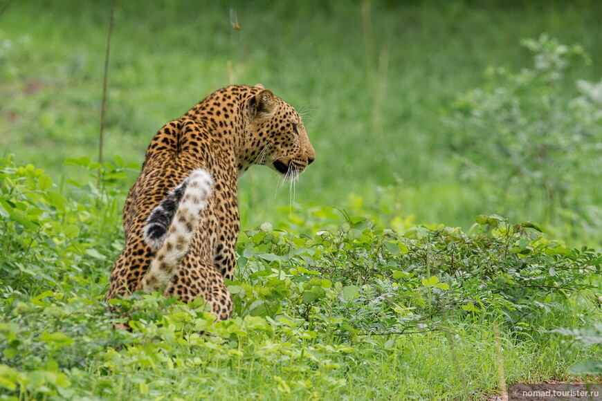 Капский леопард, Panthera pardus melanotica, Cape Leopard