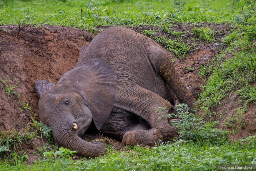 Как этот слоник валялся в глинистой яме - это просто надо было видеть!