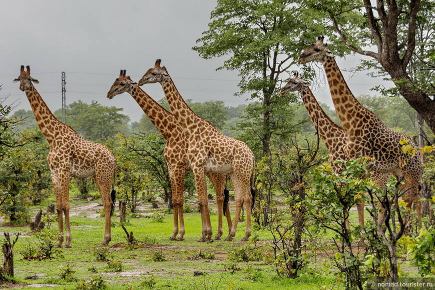 Жираф родезийский, Giraffa camelopardalis thornicrofti, Rhodesian Giraffe