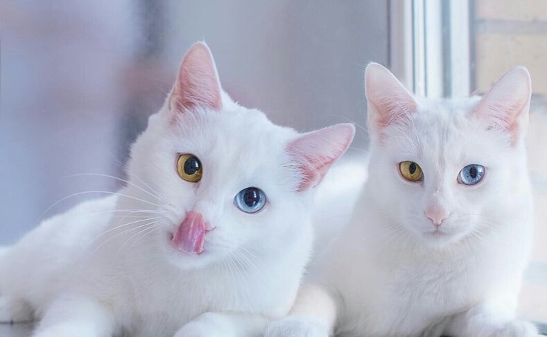 Самые редкие и дорогие породы кошек в мире