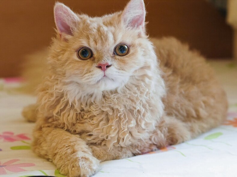 Самые редкие и дорогие породы кошек в мире