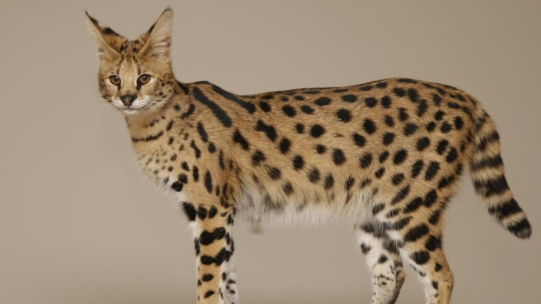 Самая дорогая кошка