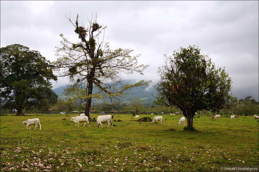 Через призму фауны Коста-Рики или чем заняться в Аренале