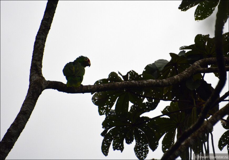 Через призму фауны Коста-Рики или чем заняться в Аренале