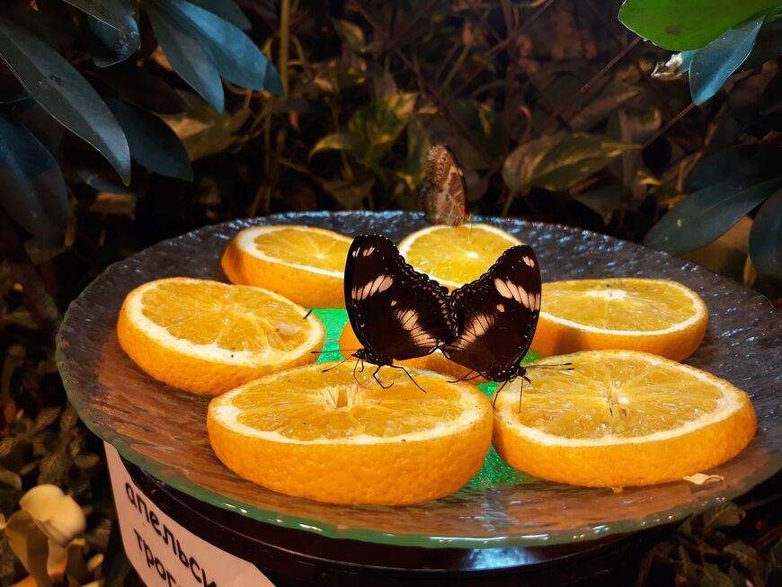Сад тропических бабочек «Миндо»