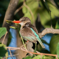 Буроголовая альциона, Halcyon albiventris, Brown-hooded Kingfisher