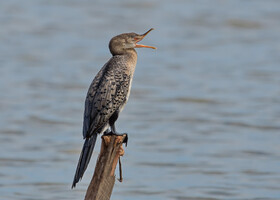 Камышевый баклан, Microcarbo africanus, Reed Cormorant