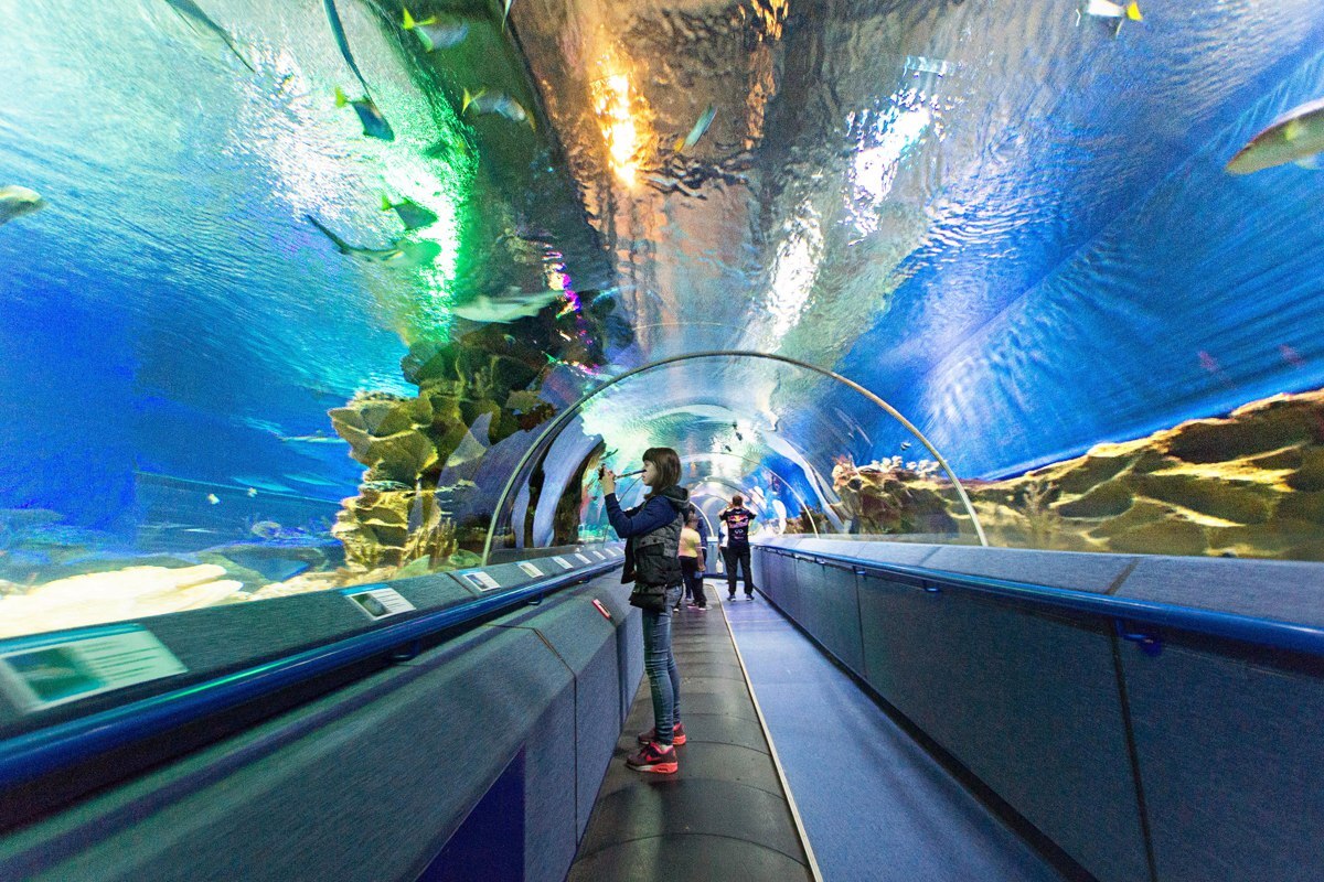 Самый большой океанариум в ленинградской области