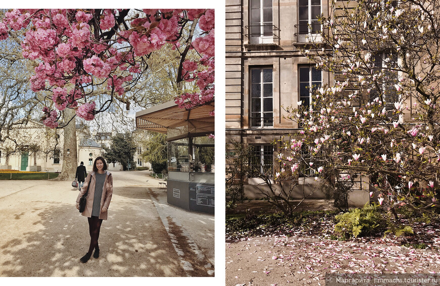 Париж. В поисках цветущих сакур