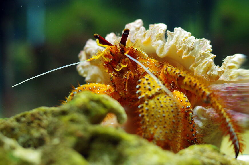 Океанариум Пхукета (Phuket Aquarium)