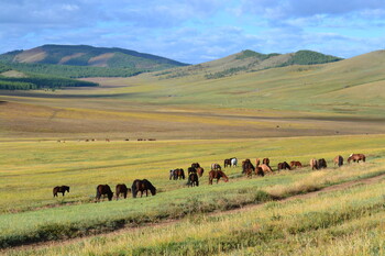 Туристов предупредили о чуме в Монголии