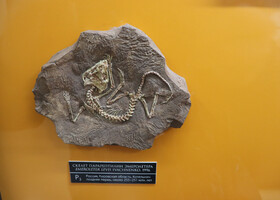 Скелет Эмеролетера - еще одной мелкой парарептилии, обнаруженной в районе Котельнича. 