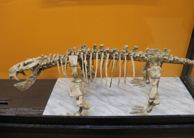 Скелет дицинодонта - одного из представителей отряда терапсид. Этот подотряд был очень многочисленным, его представители обитали по всему миру. Также он отличался большим разнообразим видов, самые крупные из которых достигали размеров носорога. Последние дицинодонты вымерли 190 млн. лет назад на заре эры динозавров.  