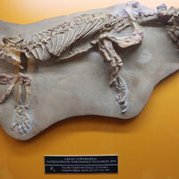 Скелет горгонопса - еще одного представителя отряда терапсид. В отличие от суминий горгонопсы, по-видимому были хищниками и охотились на парейзавров. 
