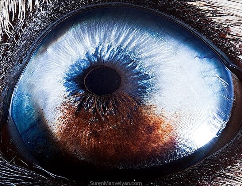 Глаза животных крупным планом: немного странные, но очень красивые фото
