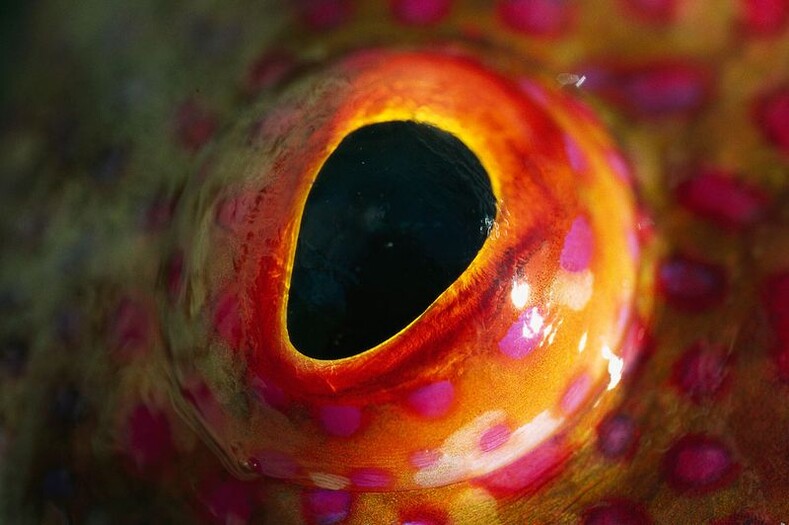 Глаза животных крупным планом: немного странные, но очень красивые фото