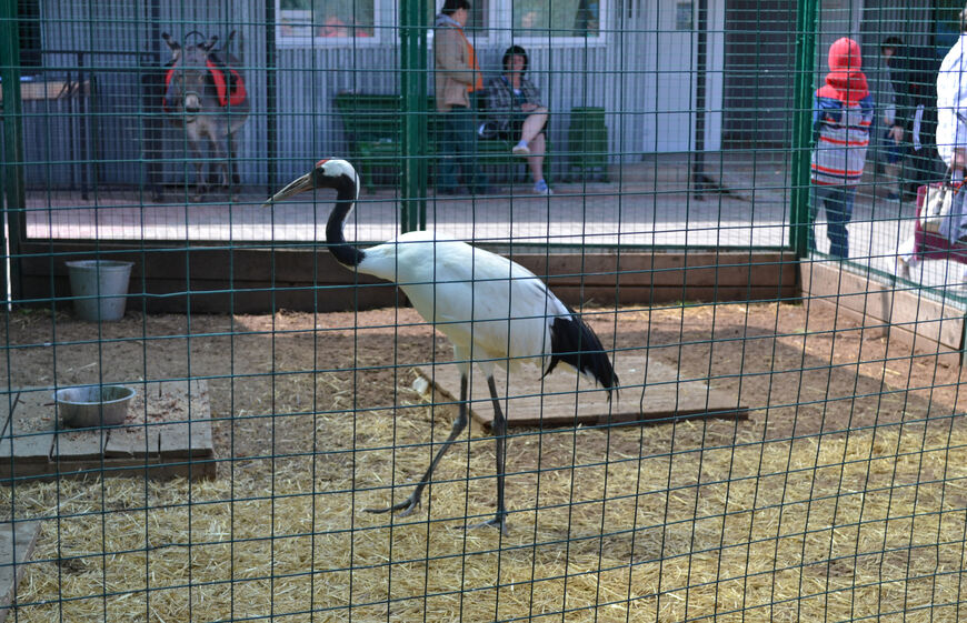 Зоопарк в Самаре